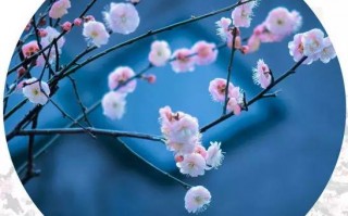 彩调剧(打一成语)，彩调剧打一成语答案
