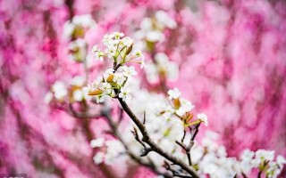 京剧梨花颂原唱李胜素，京剧梨花颂原唱李胜素伴奏